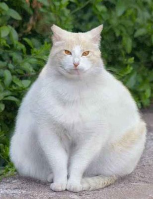 cats are fat