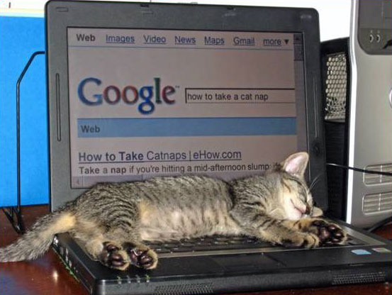 google cat pictures