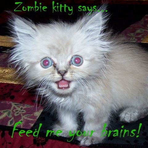 Zombie Kitten? I Don&#39;t Think So! | khonsa01 Blog
